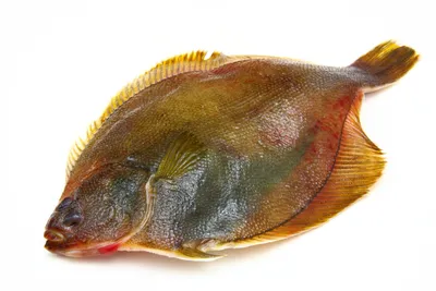 Фото рыбы камбалы: выберите формат для скачивания