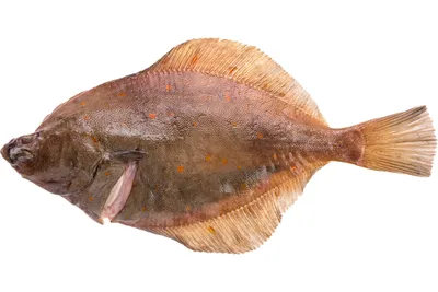 Фото рыбы камбалы: качественные изображения для скачивания