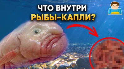 Картинка рыбы капли в воде для скачивания в png