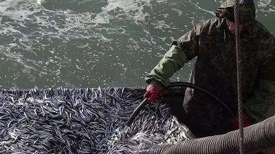 Уловистое фото рыбы хамур в формате jpg с возможностью выбора размера