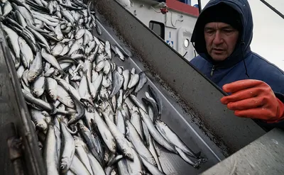 Картинка рыбы килька с возможностью выбора размера