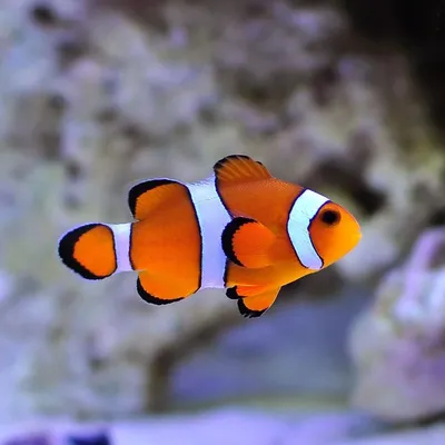 Привлекательная картинка рыбы клоуна в HD качестве