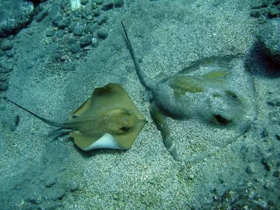 Фото рыбы лисы Черного моря - выберите желаемый размер изображения