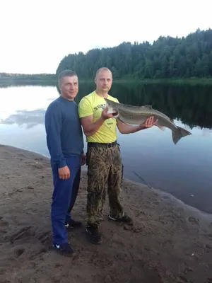 Фото: рыба лох во всей красе