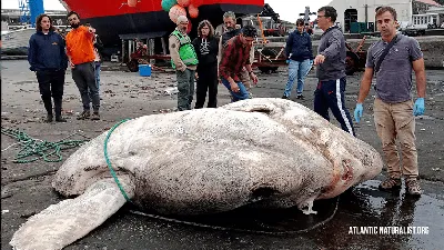 Фото рыбы луны с человеком: загадочность под водой