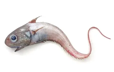 Рыба макрурус  фото