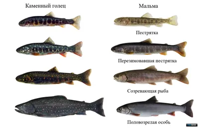 Мальма на фото в естественной среде обитания