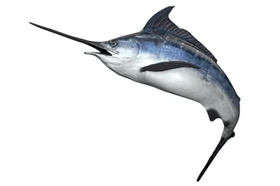 Рыба меч - фото высокого качества в формате jpg