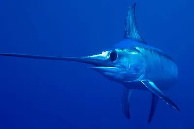 Впечатляющая фотография рыбы меч - выберите свой размер