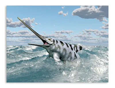 Фото рыбы меч - выбирайте размер для наилучшего просмотра