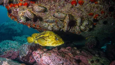 Фотка рыбы морской окунь с впечатляющей детализацией - выберите формат