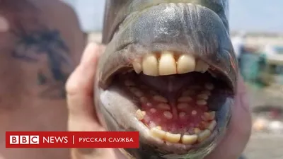 Рыба мутант: фото, воплощение природной экзотики