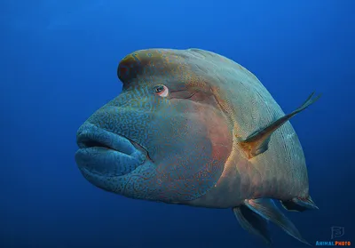 Фото рыбы наполеон в морском аквариуме