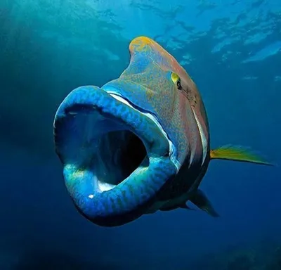 Уникальное изображение Рыба наполеон