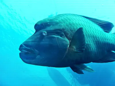 Красивое изображение рыбы наполеон