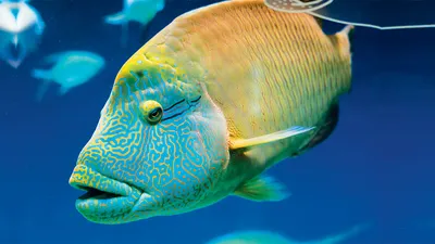 Изображение рыбы наполеон в формате webp