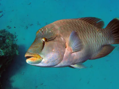 Фото рыбы наполеон для любителей подводного мира