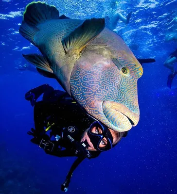 Фотография рыбы наполеон с насыщенным цветом шкуры