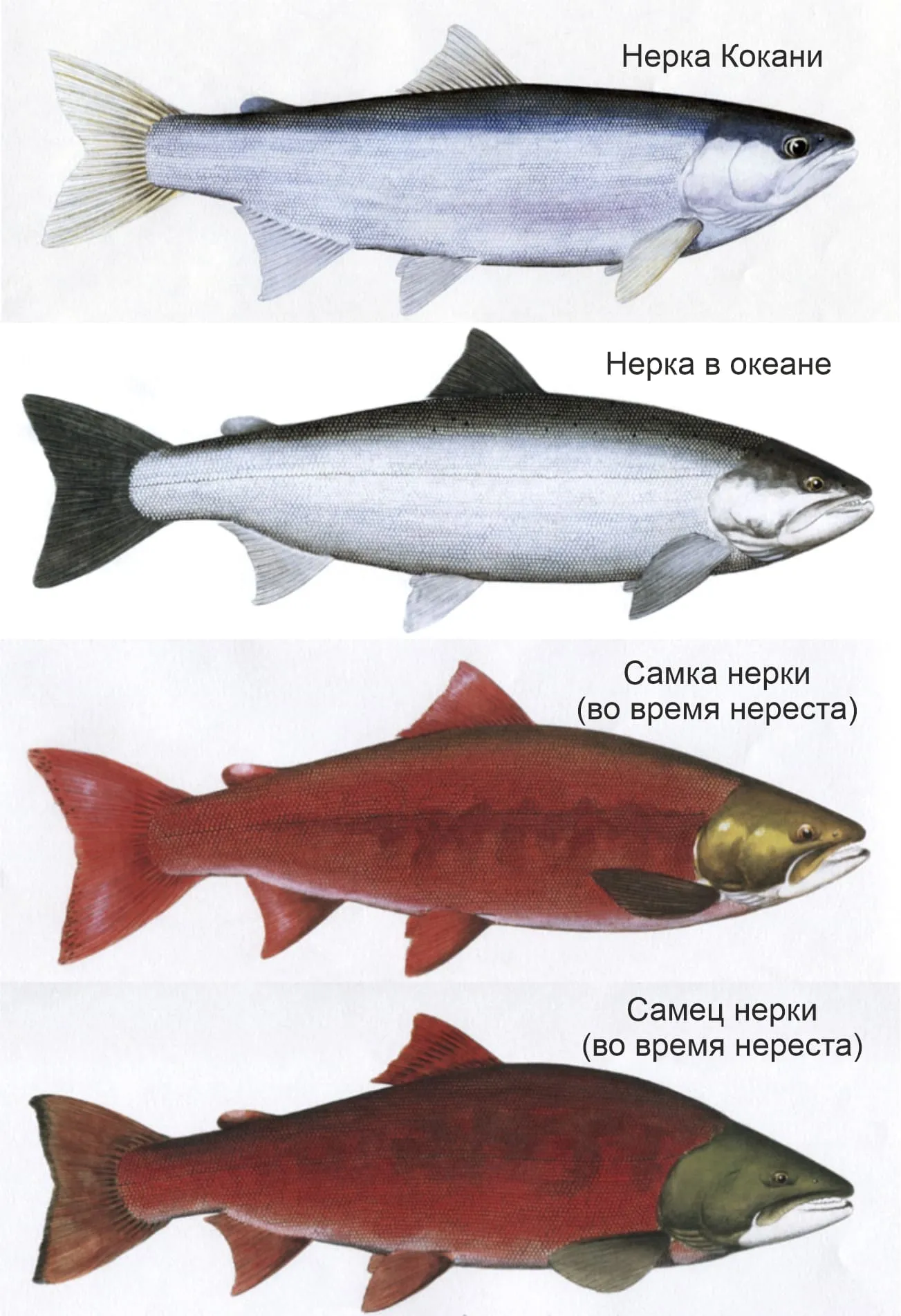 Красная рыба виды и названия. Семейство лососевых нерка. Нерка рыба красная. Лосось нерка. Нерка кокани.