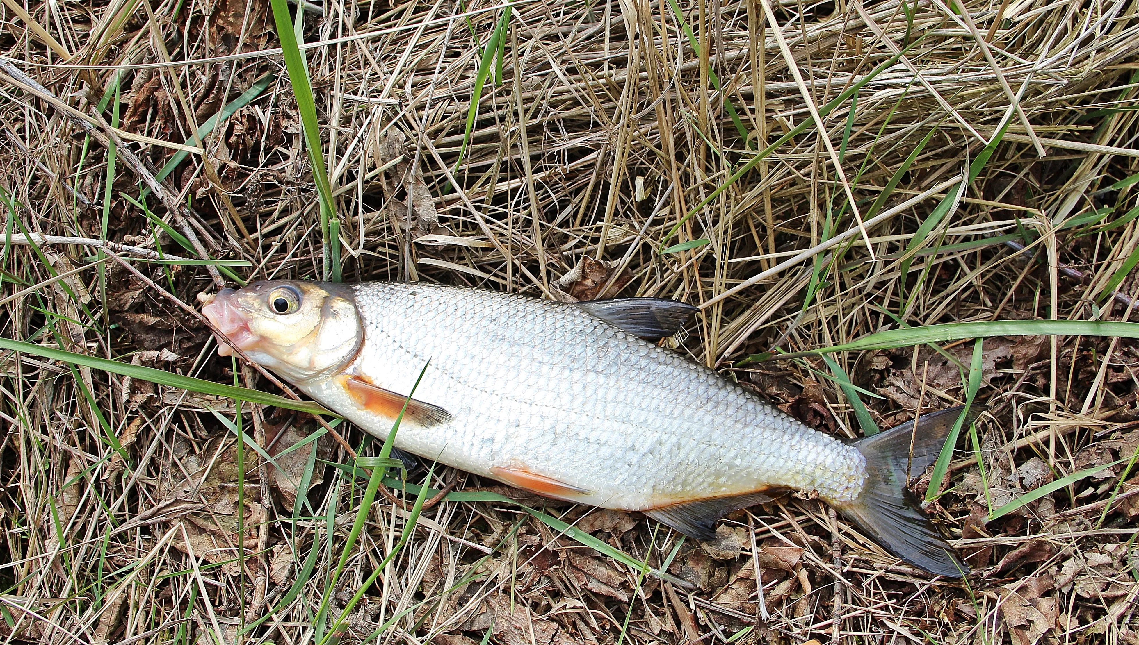 Какая рыба в белоруссии. Подуст и рыбец. Подуст – Chondrostoma Nasus (Linnaeus, 1758). Голавль и рыбец. Королевский рыбец.