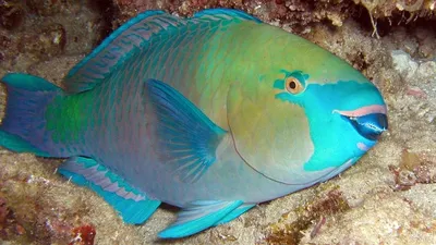 Рыба попугай: фото разных размеров и форматов