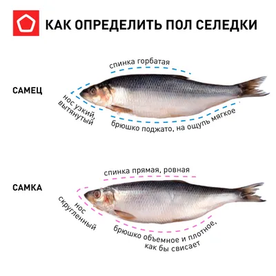 Фото сельди: Прекрасная картинка для рекламы или презентации