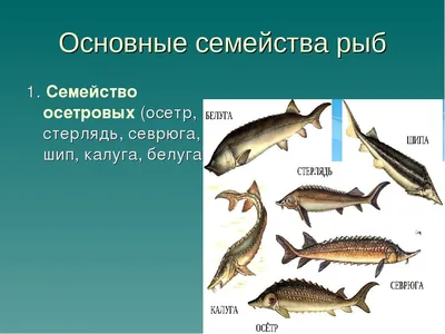 Высококачественное фото рыбы севрюги