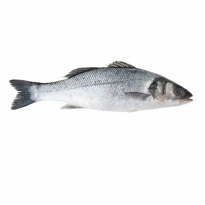 Приглушенная красота рыбы сибас на фото: выберите желаемый формат и размер
