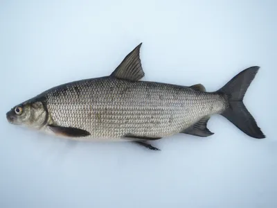 Рыба сиг: фото в формате jpg размером S