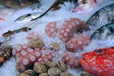 Картинка рыбы снежной с кристально чистой водой в фоне