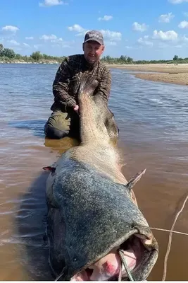 Картинка сома: фото высокого разрешения