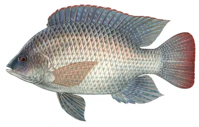 Рыба тилапия  фото