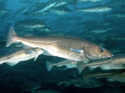 Фото рыбы в норвежских водах: выбирайте желаемый формат изображения