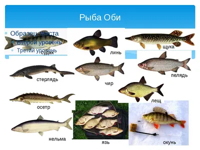 Фотка рыбы в оби: захватывающие снимки в момент ее ловли