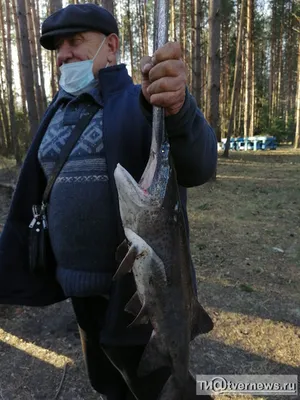 Картинка рыбы веслонос во время отдыха на дне морского дна