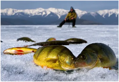 Фото зимней рыбалки: Когда природа замирает