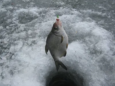 Зимние таинства льда: Фотографии рыболовного ритуала