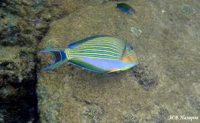 Водный рай андаманского моря: фото рыб для скачивания