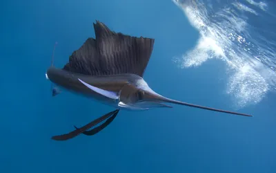 Загадочные и прекрасные: рыбы андаманского моря на фотографиях