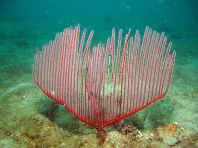 Искусство фотографии рыб андаманского моря: фотоальбом