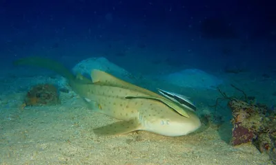 Загляните в водный мир андаманского моря: фотографии рыб