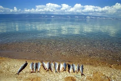 Одержимые рыбы Байкала: фотографии, затягивающие в водный пучину