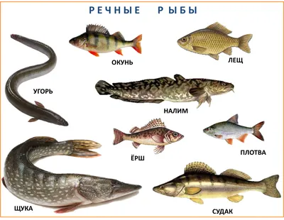 Изображение леща с возможностью выбора размера и формата