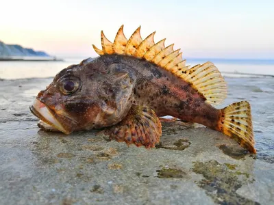 Рыбы Черного моря Крыма: прекрасные изображения их морских убежищ