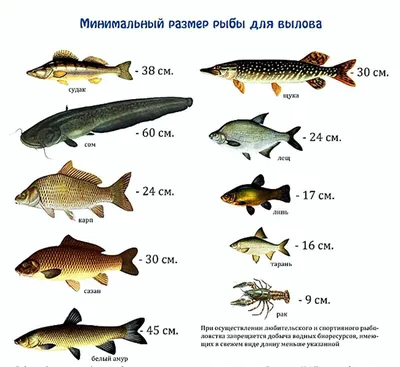 Изображение рыбы камы с возможностью выбора формата