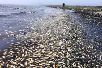 Окунитесь в подводную жизнь: фото рыб каспийского моря