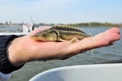 Разнообразный мир под водой: фото рыб каспийского моря