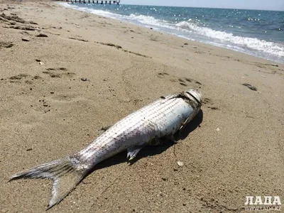 Исключительные существа: фотографии рыб каспийского моря