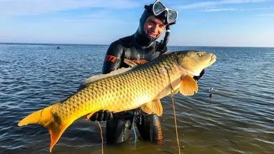 Удивительное путешествие: фото рыб каспийского моря