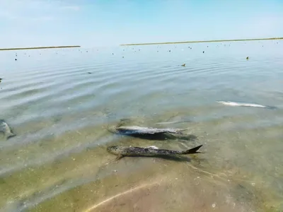 Фотографии рыб каспийского моря: источник невероятной красоты